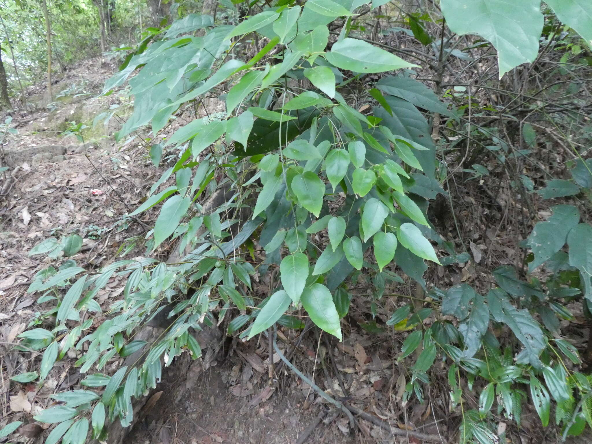 紫果枫的圖片