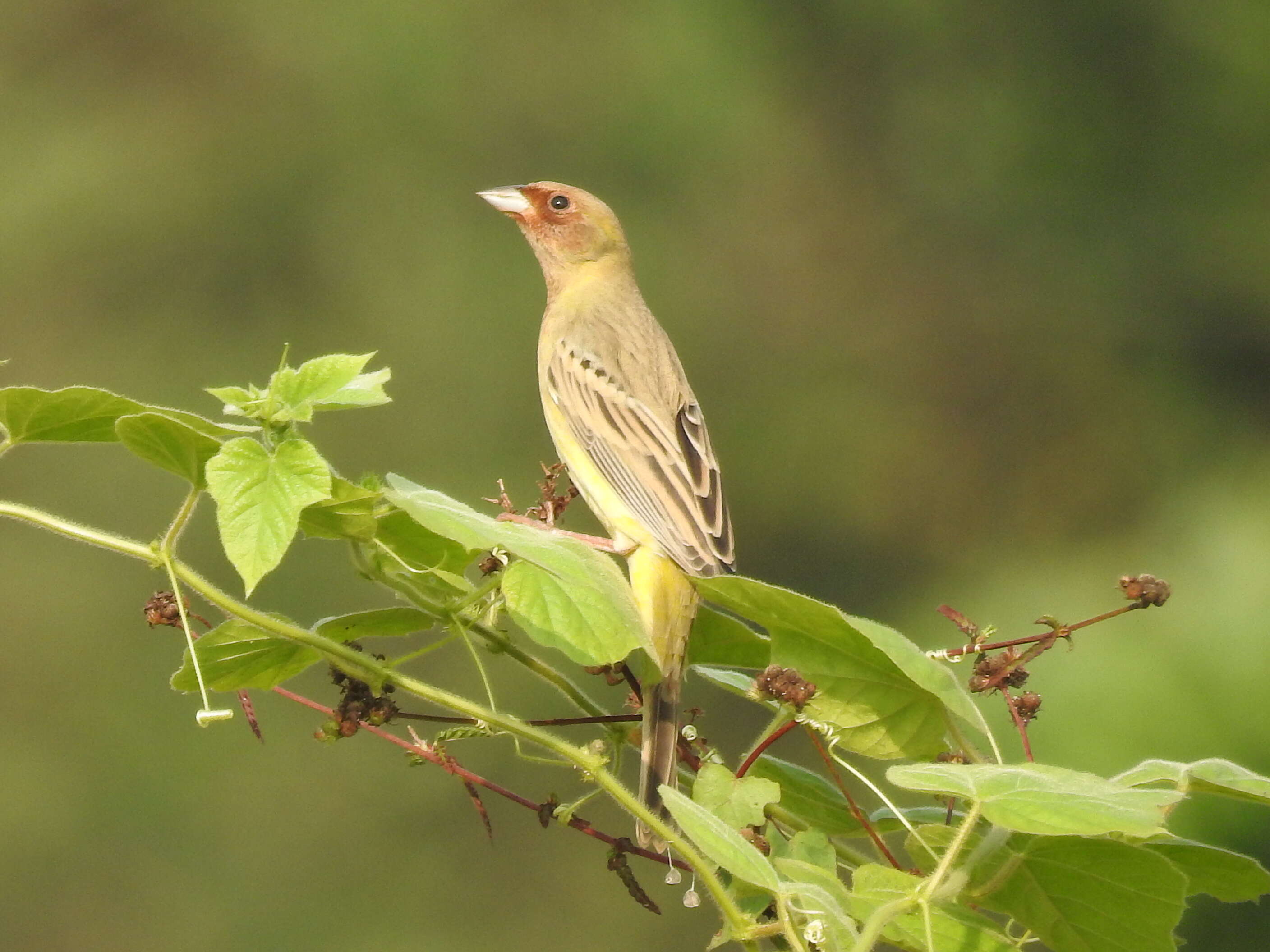 Image of Brown-headed Bunting