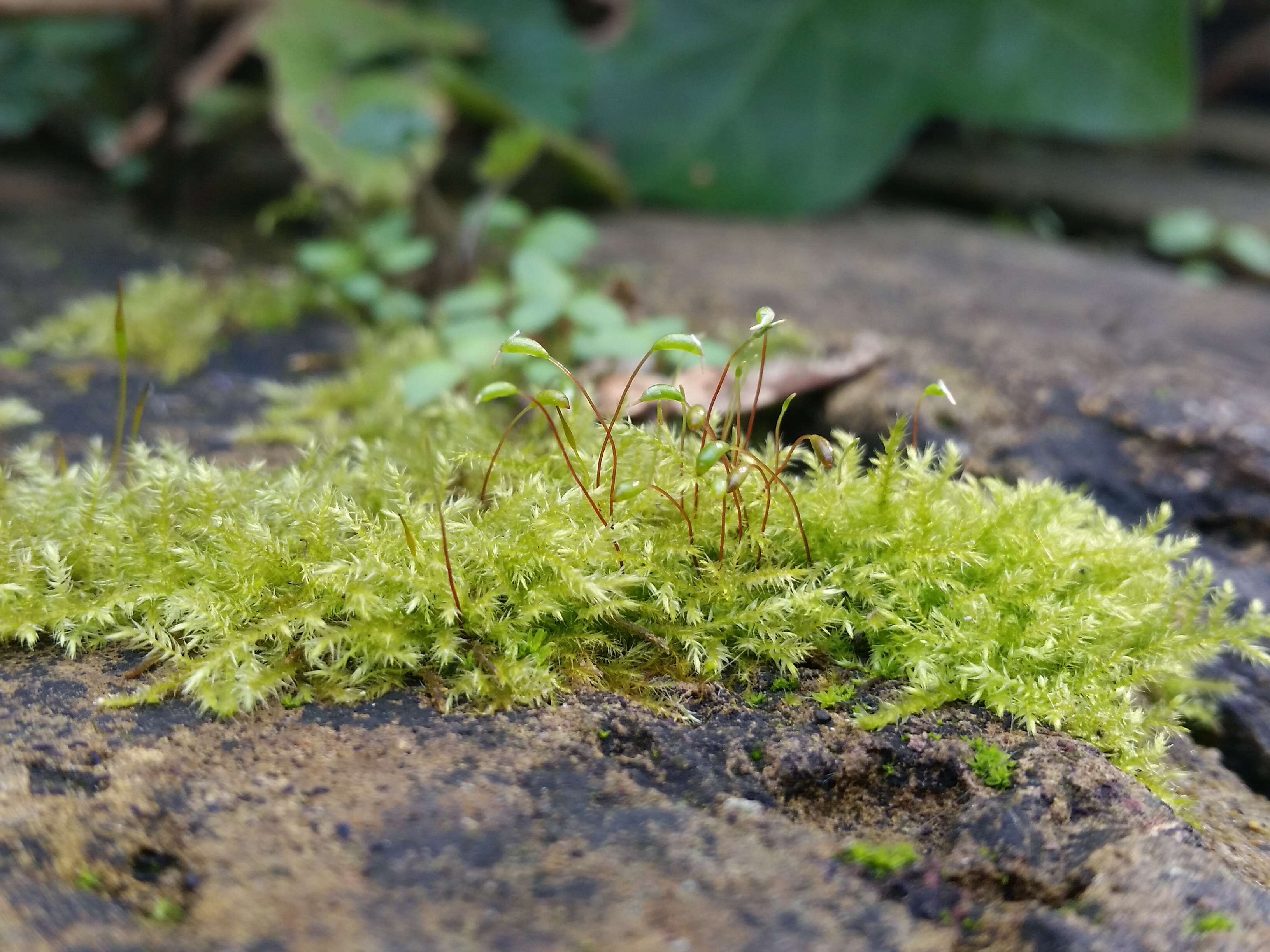 泛生牆苔的圖片