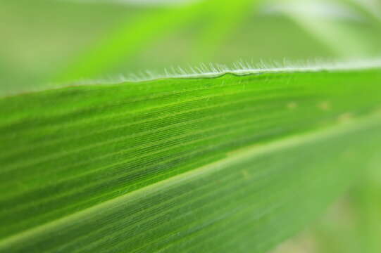 Imagem de Panicum capillare L.