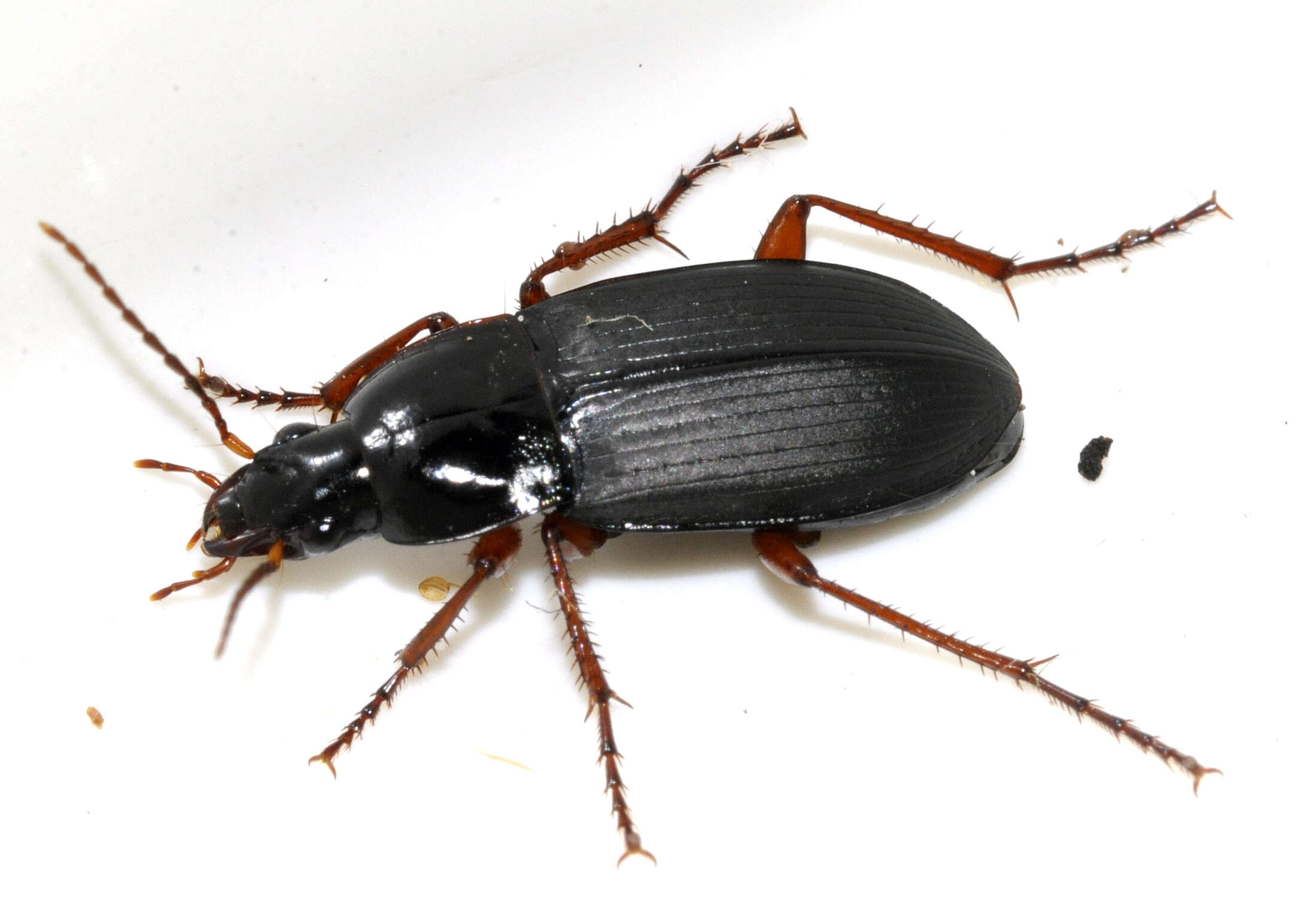 Image of Carabidae