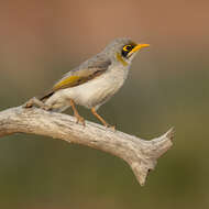 Image of Yellow-throated Miner