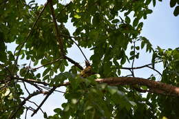 Image of Hispaniolan Woodpecker