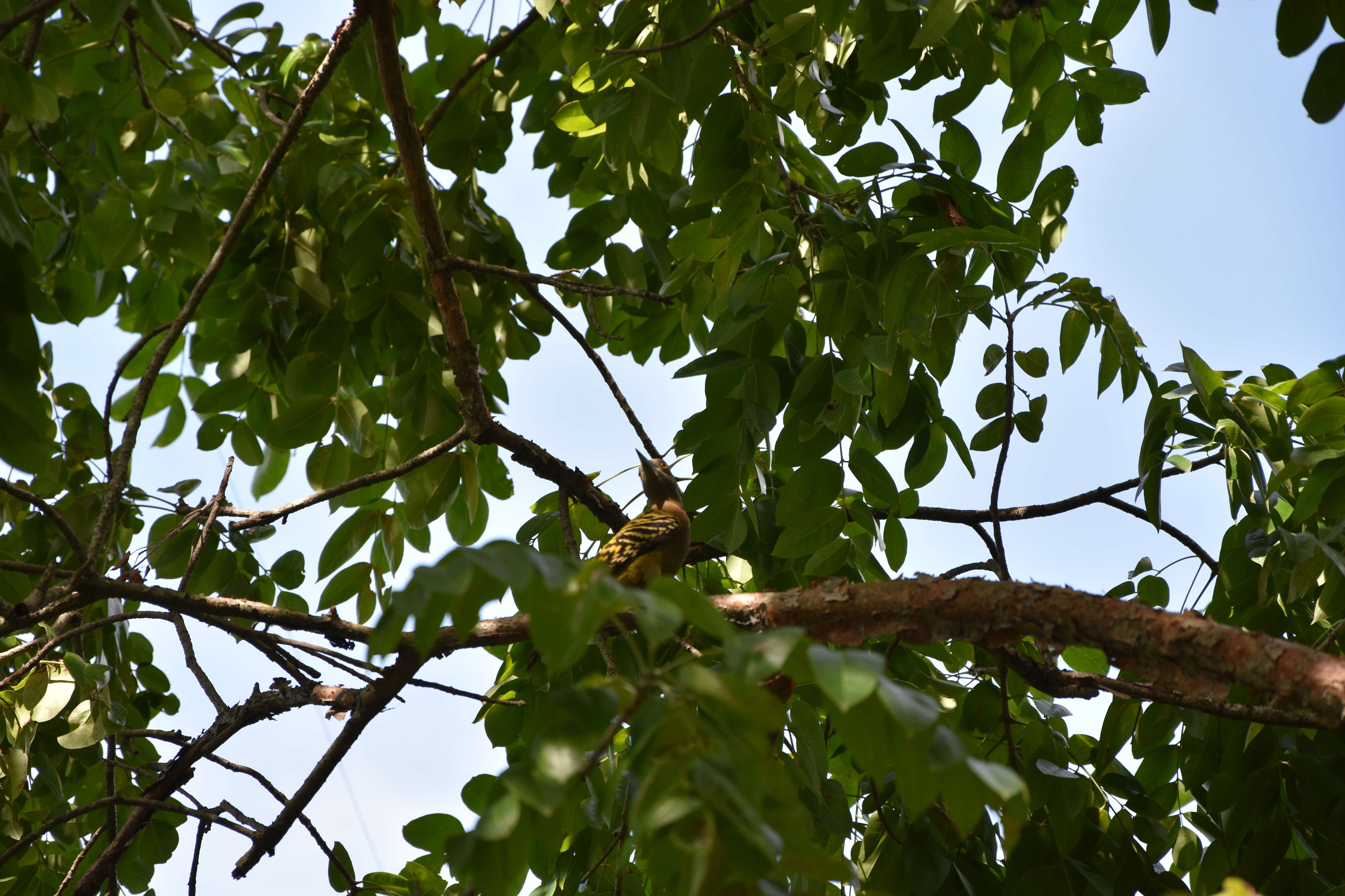 Image of Hispaniolan Woodpecker