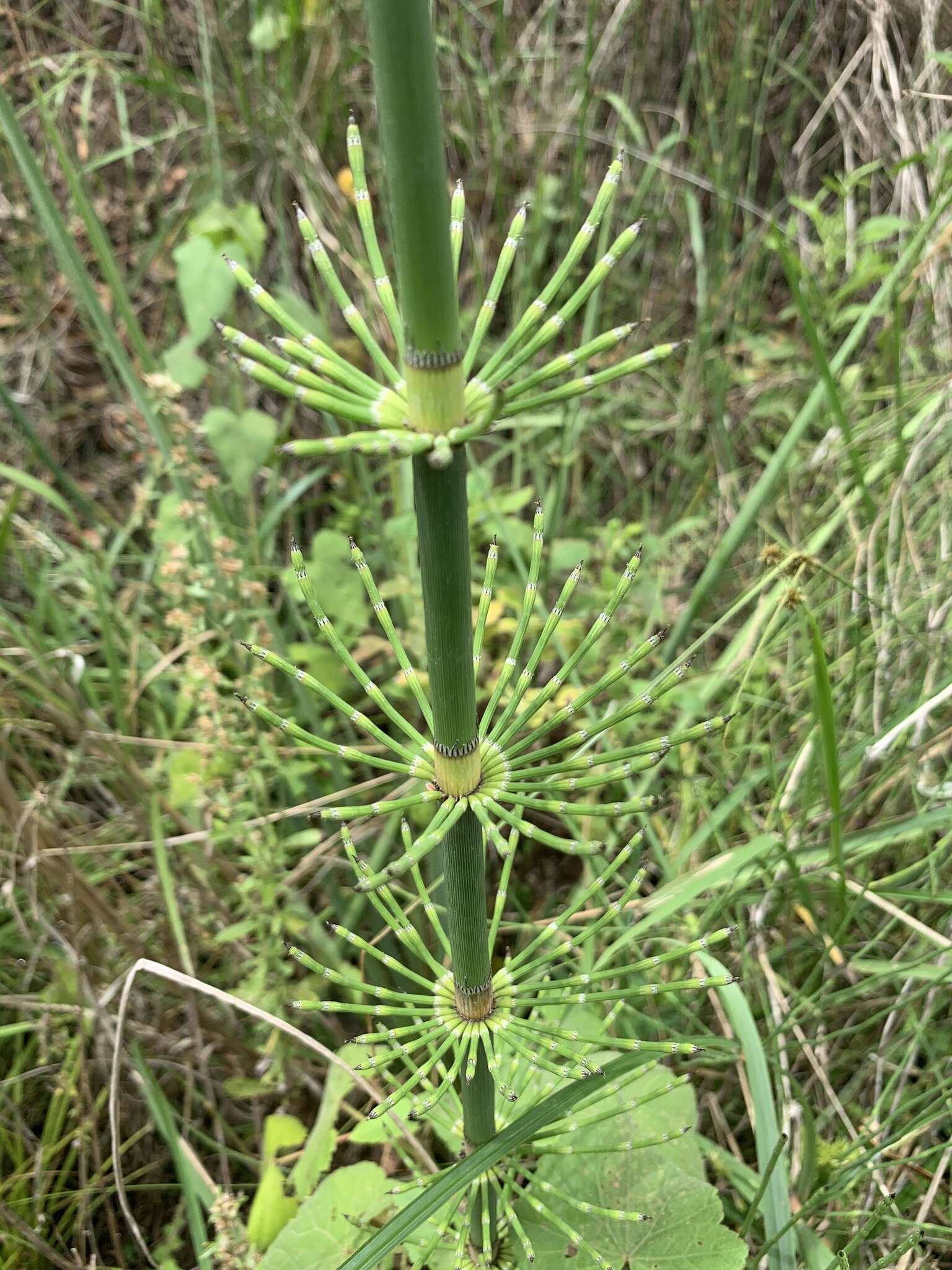 Image of Southern Giant Horsetail