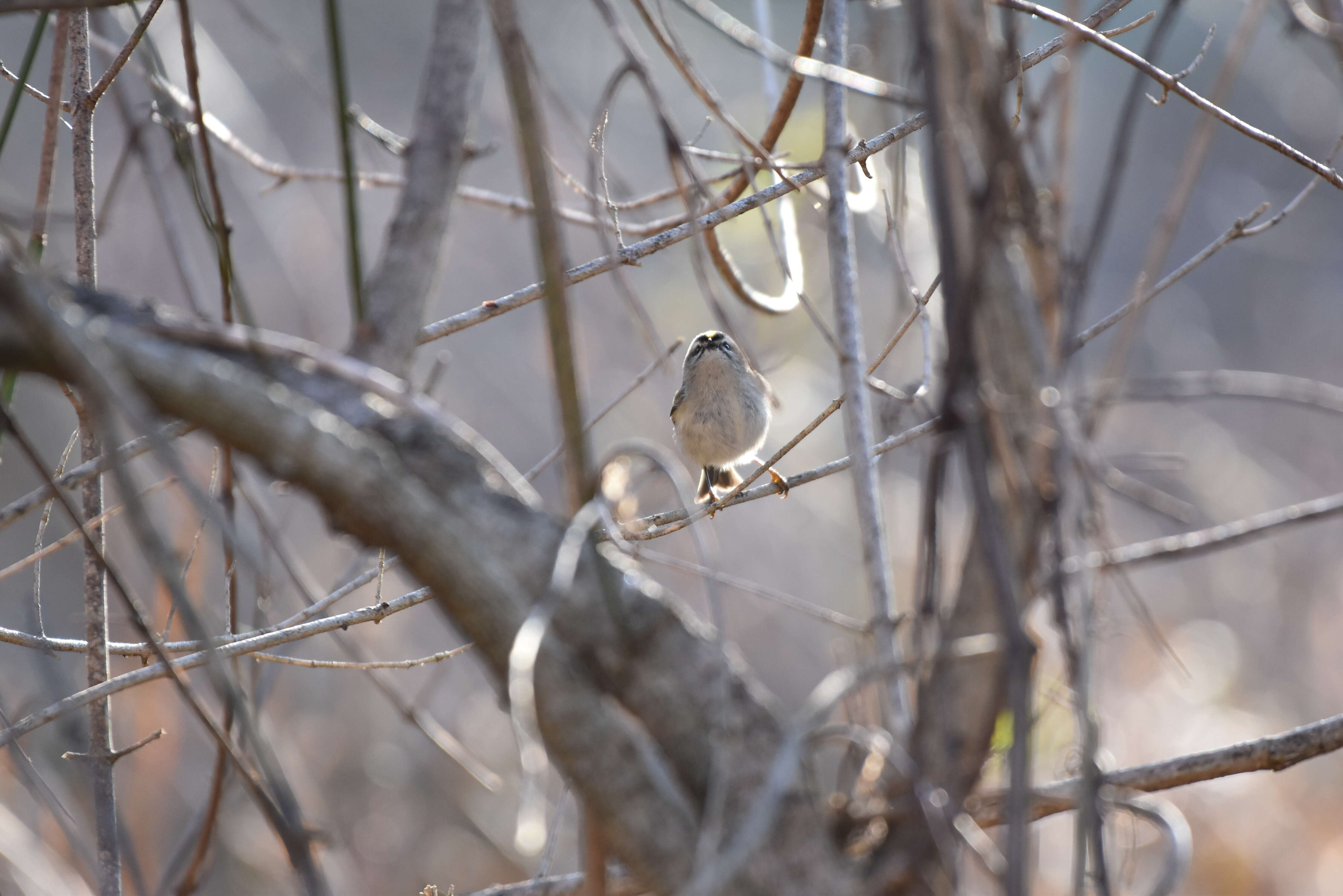 Image of Golden-crowned Kinglet