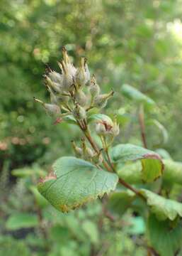 Image of fivepetal cliffbush