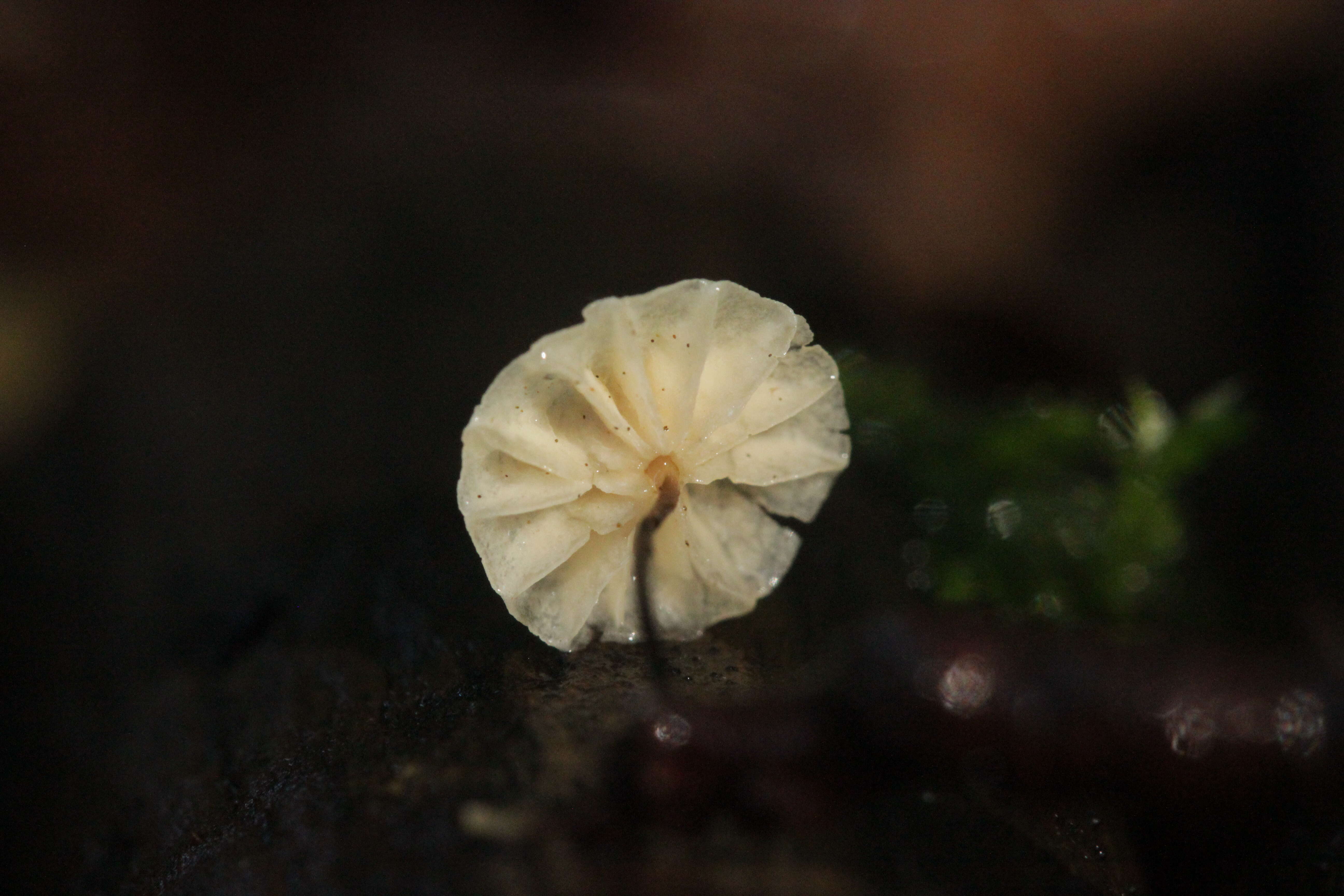 Image of Marasmius rotula (Scop.) Fr. 1838