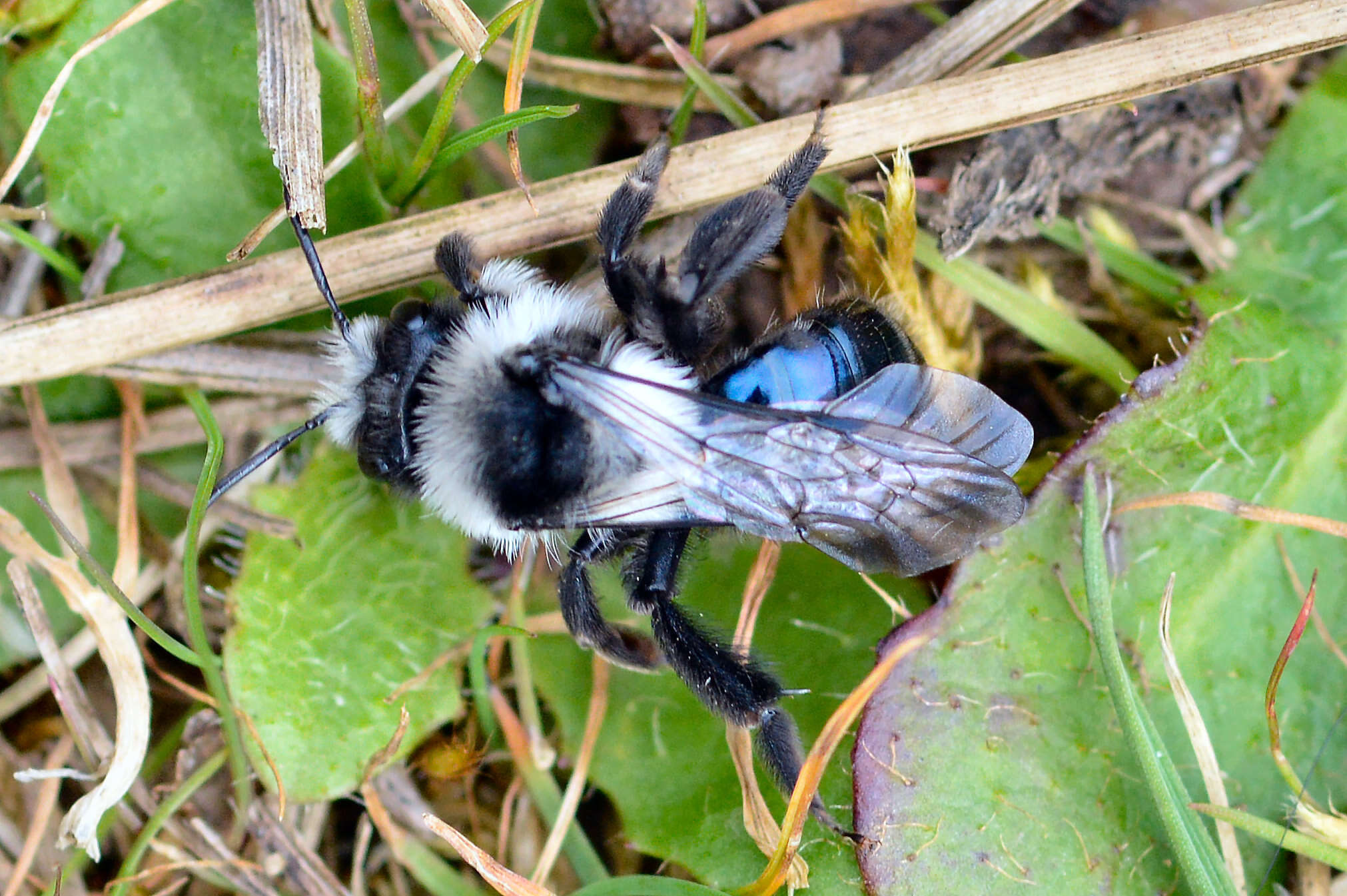 Image of Ashy Mining Bee