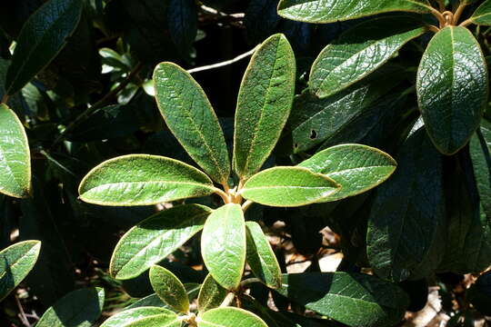 Imagem de Rhododendron wiltonii Hemsl. & E. H. Wilson