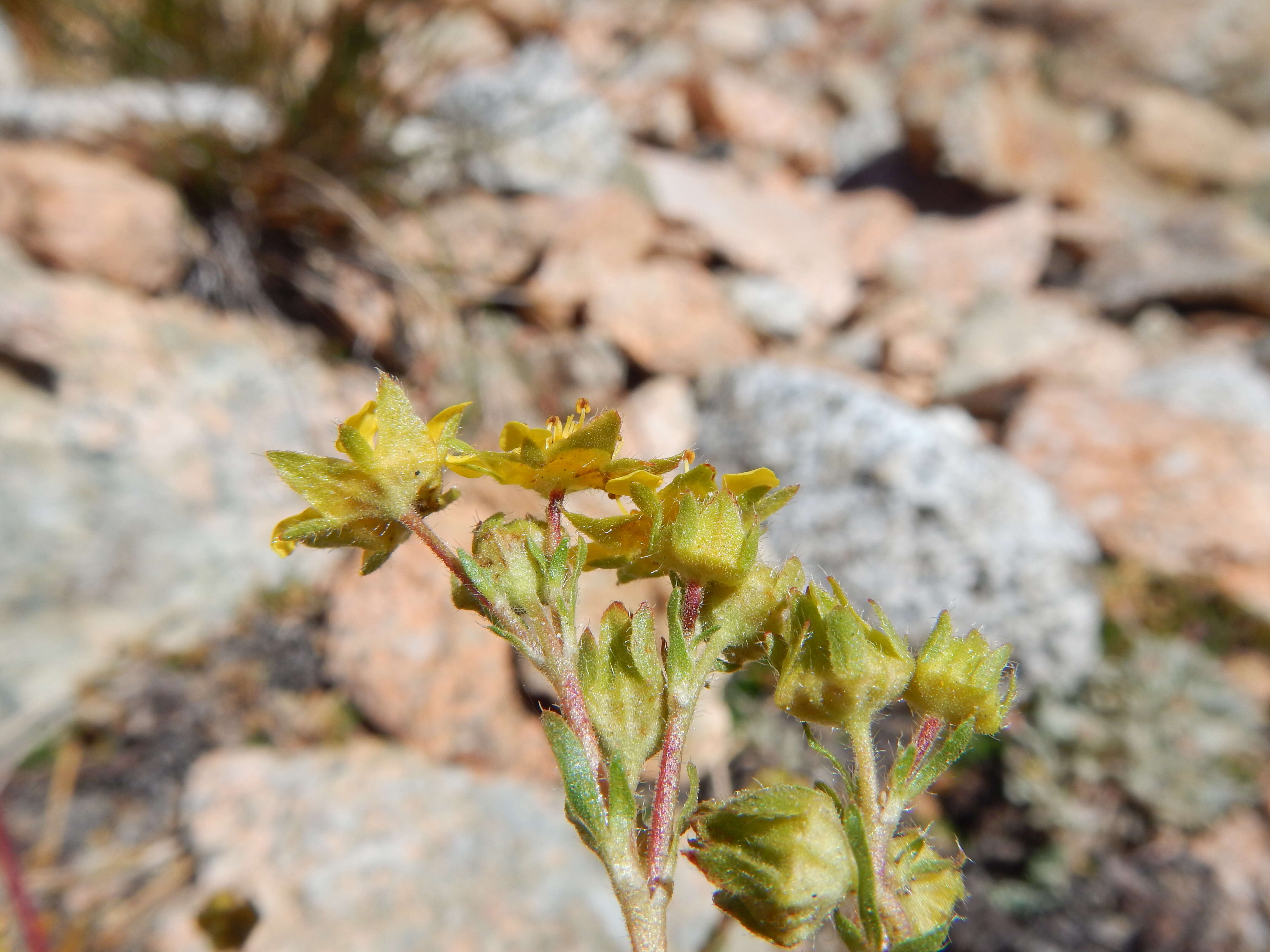 Image de Ivesia lycopodioides Gray