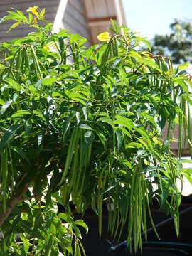 Image of Yellow bells