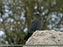 Plancia ëd Monticola solitarius (Linnaeus 1758)