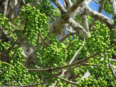 Image of kapoktree