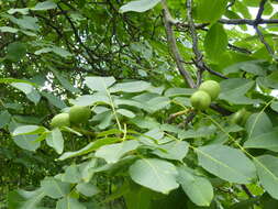 Image of Common walnut