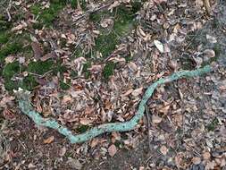 Image of Hammered shield lichen