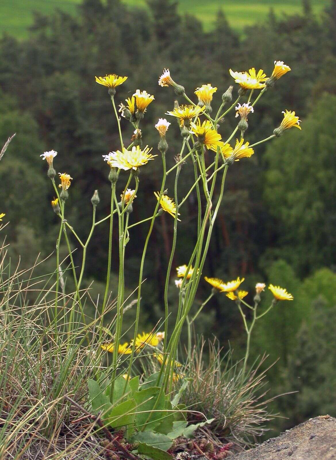 Image of Hieracium bifidum Kit.