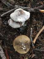 Image of Clitocybe glacialis Redhead, Ammirati, Norvell & M. T. Seidl 2000