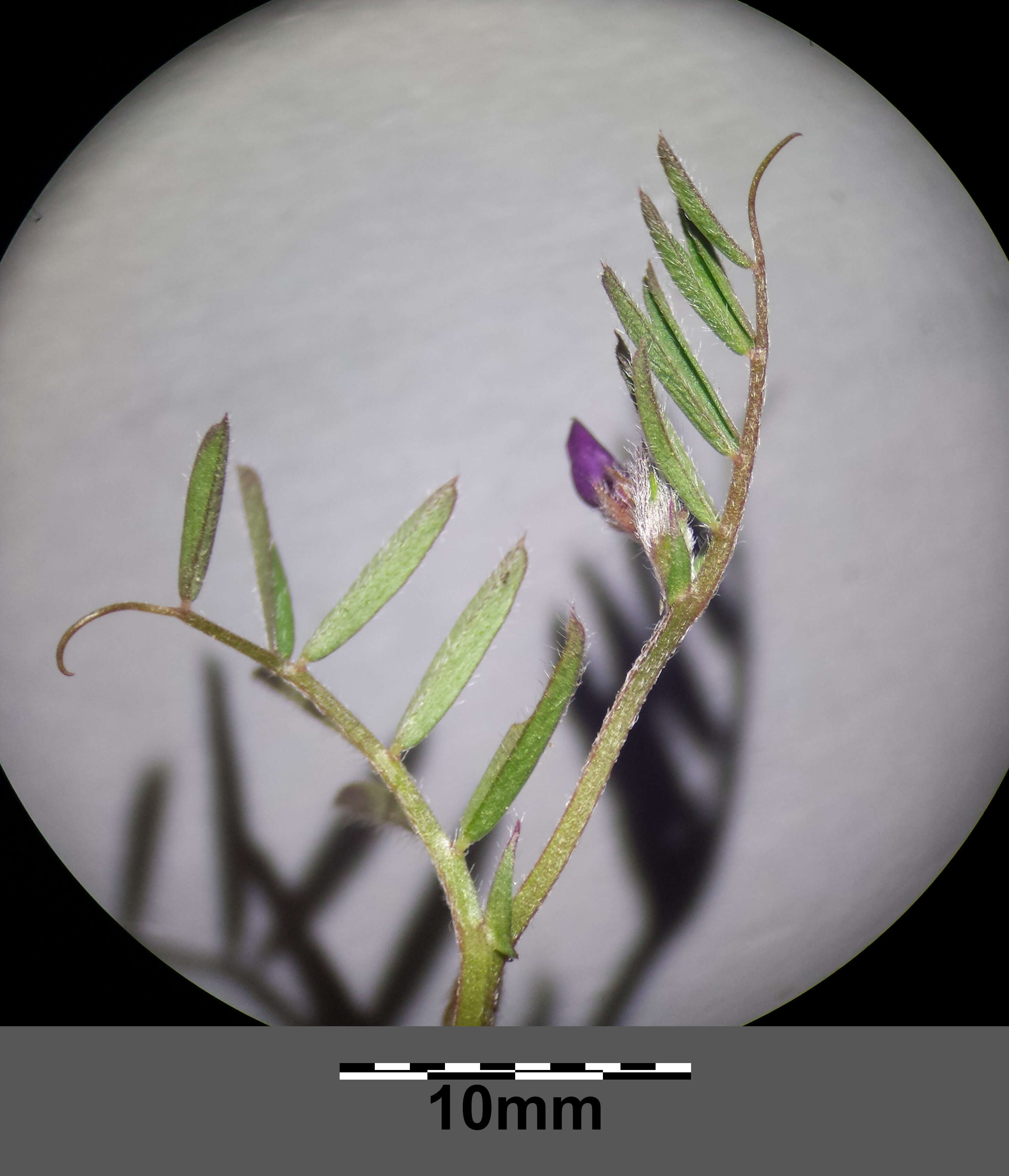 Imagem de Vicia lathyroides L.