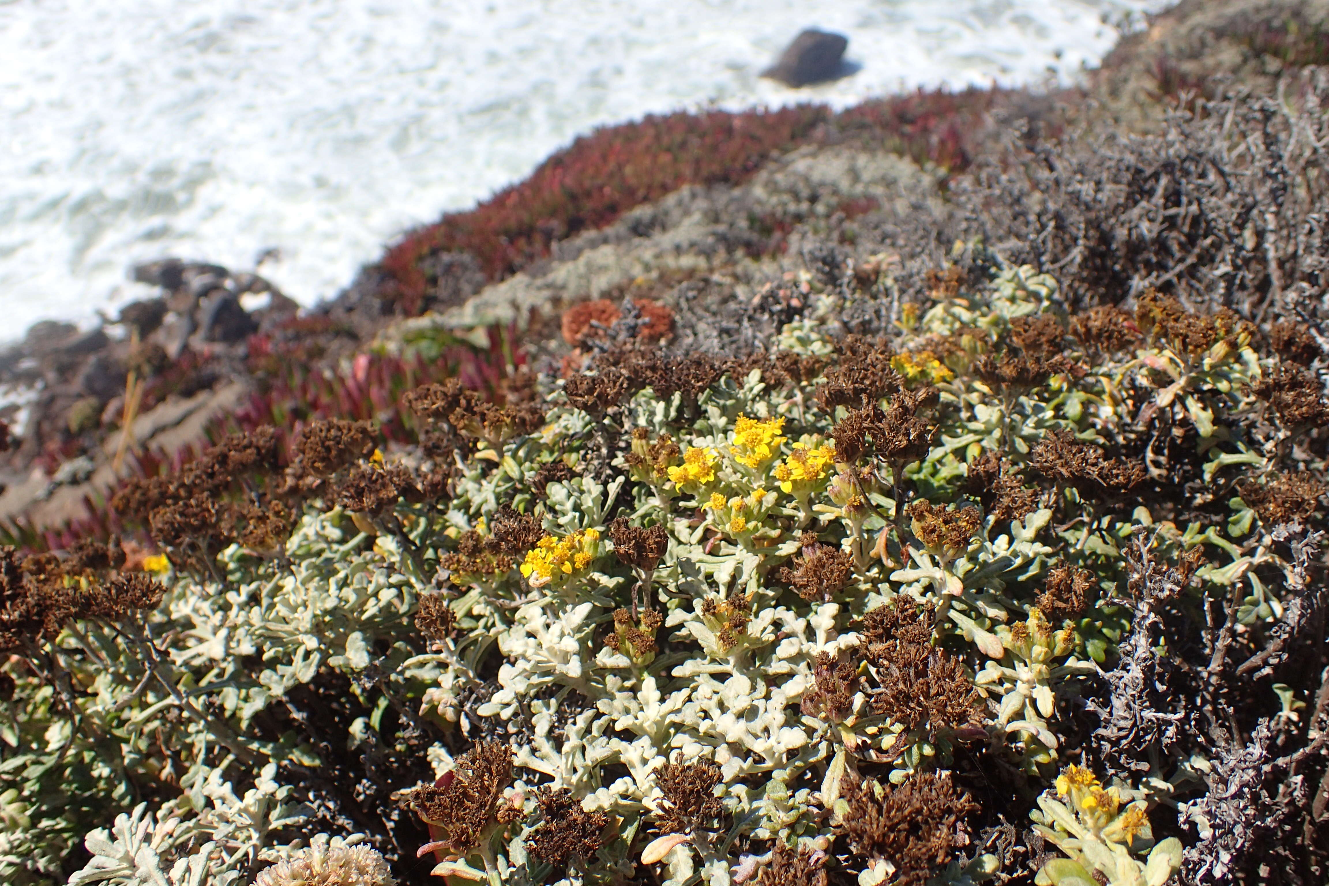 Image of seaside woolly sunflower