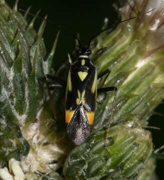 Image of Grypocoris stysi (Wagner 1968)