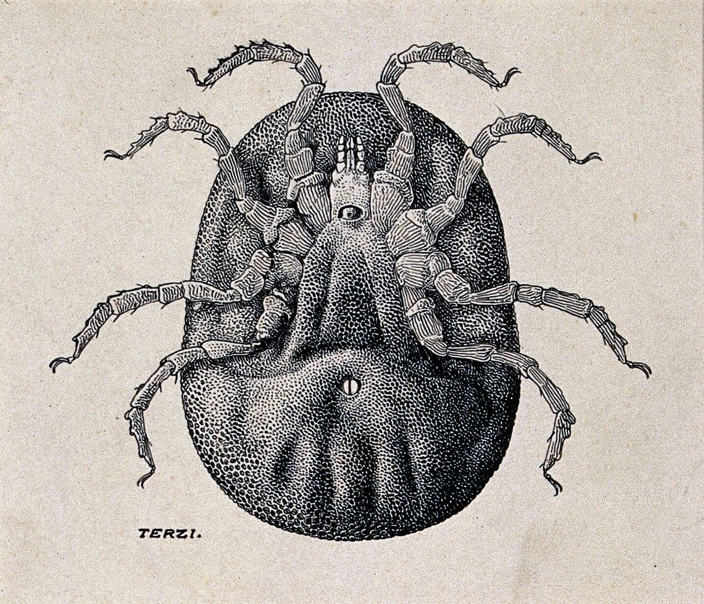 Image of Ornithodoros moubata (Murray 1877)