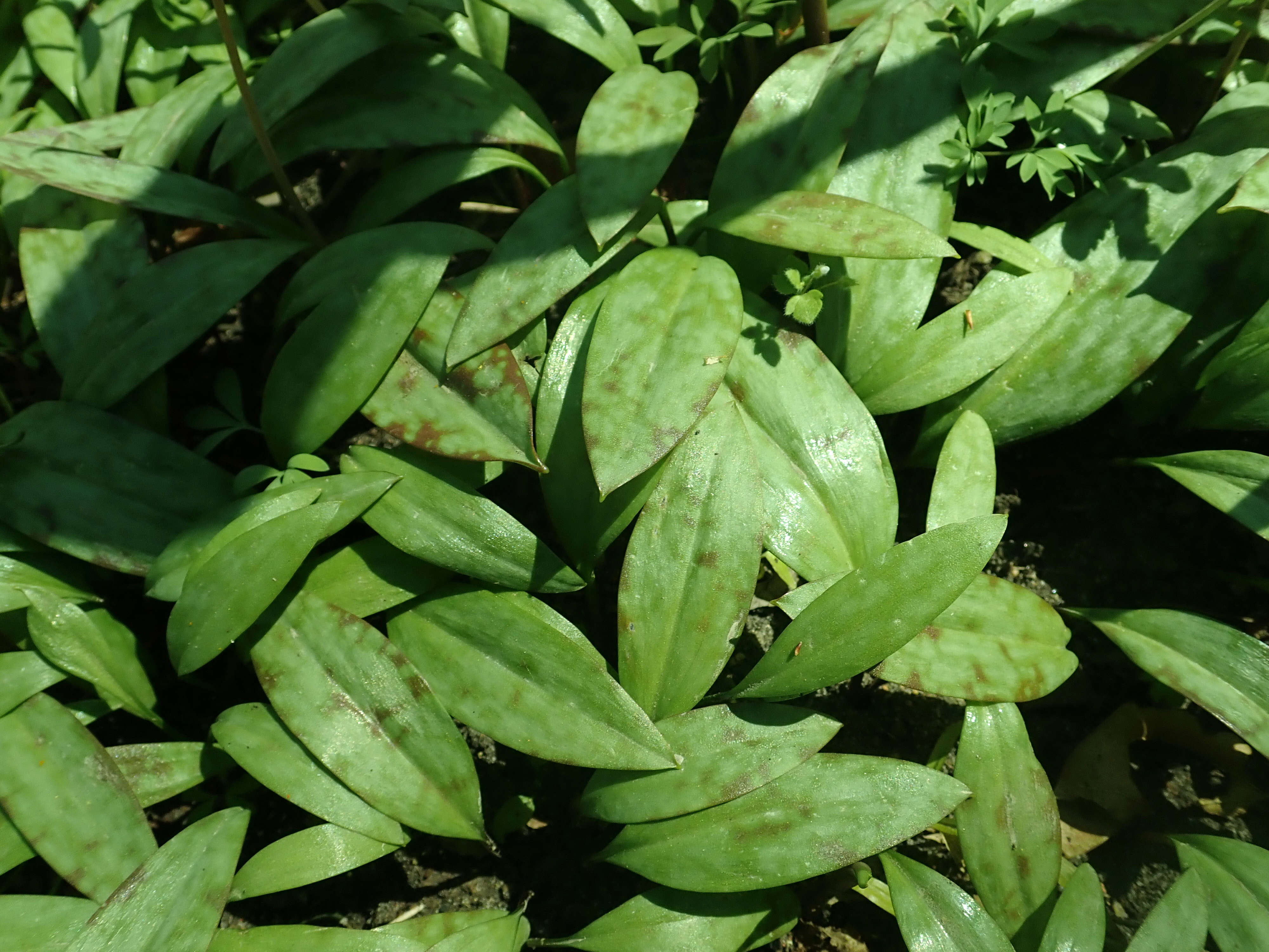 Image of dogtooth violet