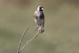 Image of European Goldfinch