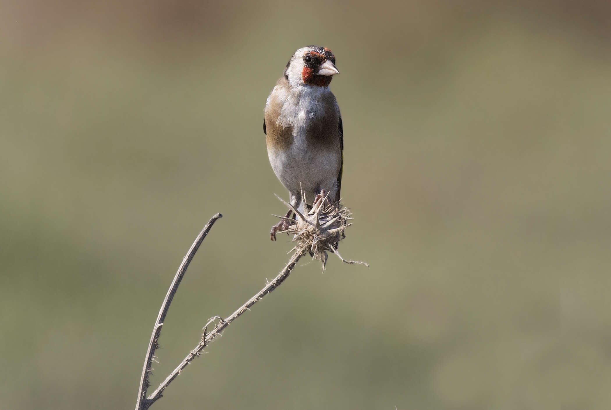 Image of European Goldfinch