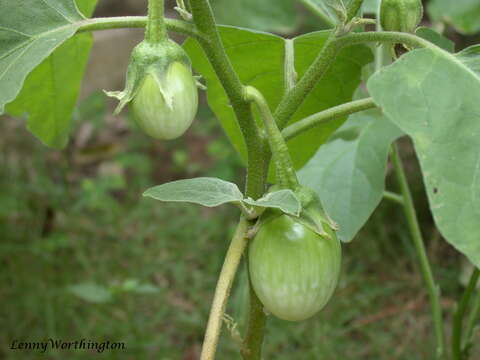 Image of eggplant