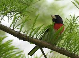 Image of Rose-breasted Grosbeak