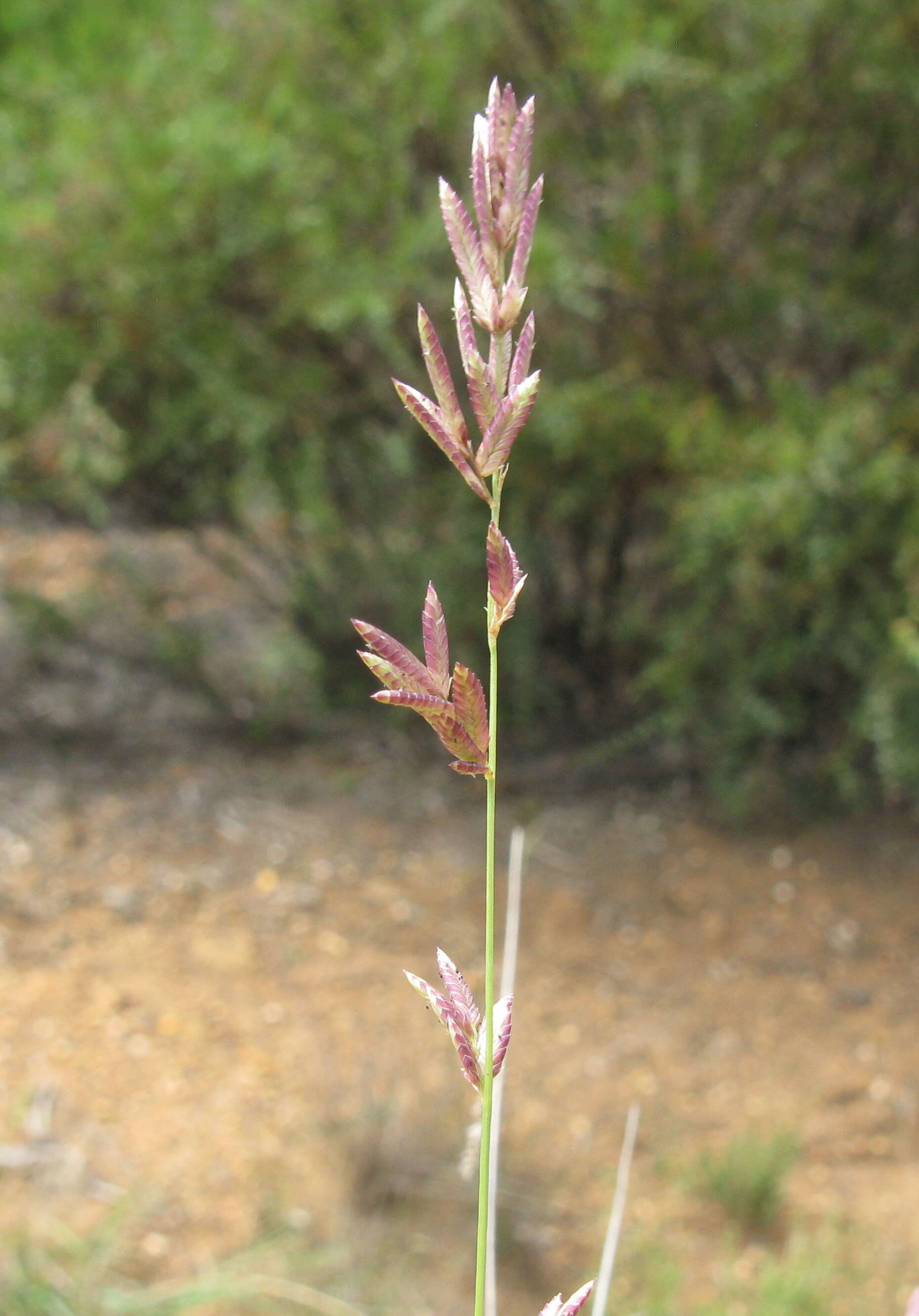 Image of Brown's lovegrass