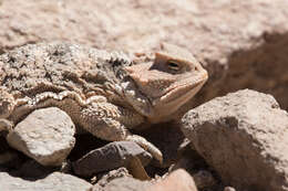 Image of Greater Short-horned Lizard