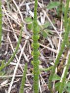 Image of Water Horsetail