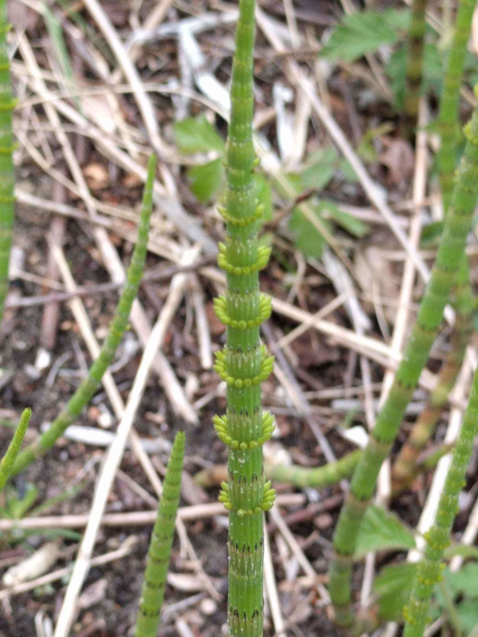 Image of Water Horsetail