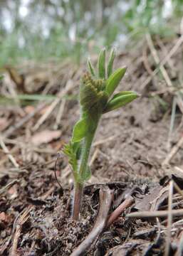 Plancia ëd Vicia cassubica L.