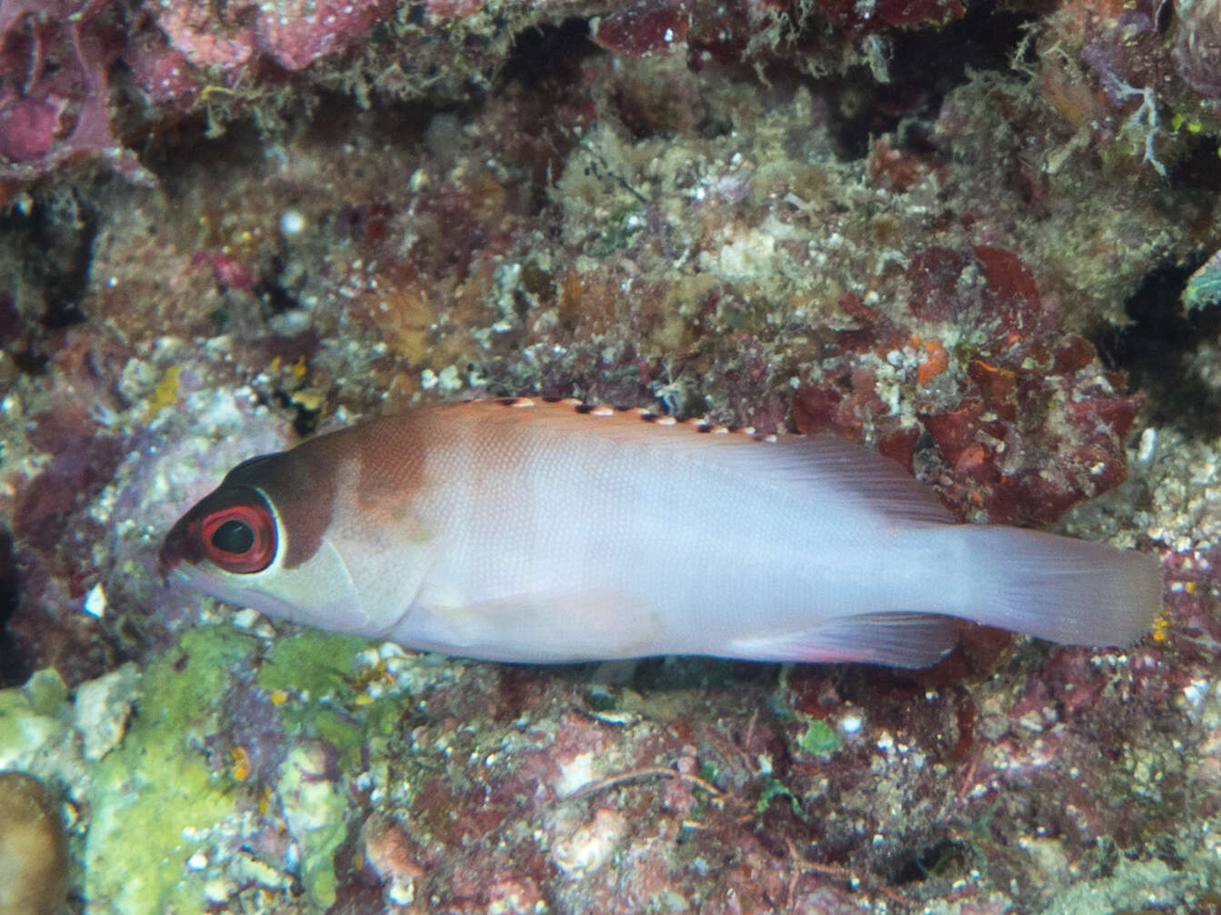 Image of Banded Reed Cod