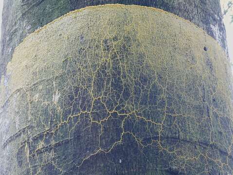 Image of Slime mold