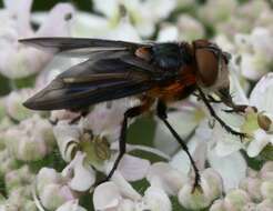 Image of Phasia hemiptera (Fabricius 1794)