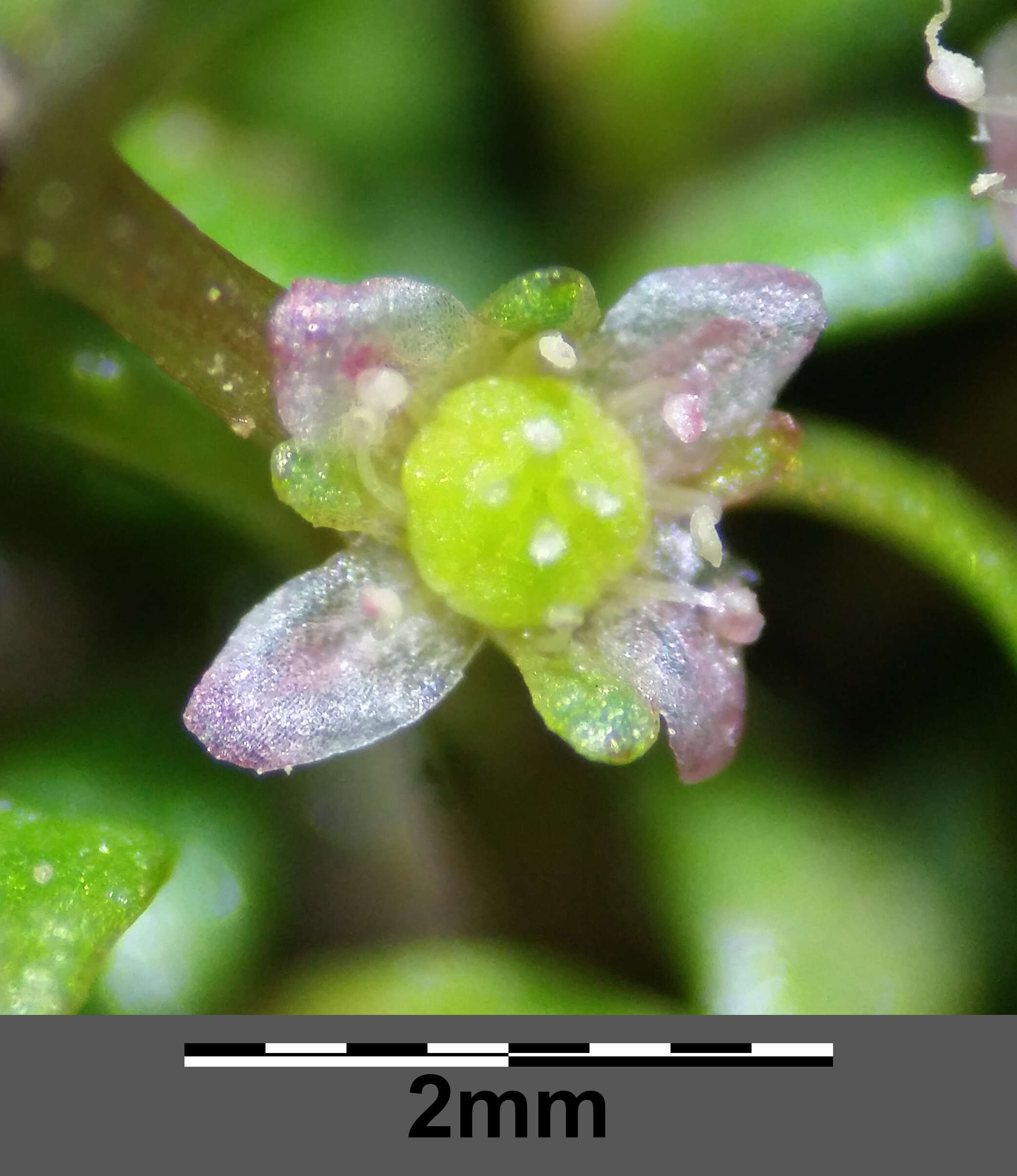 Image of eight-stamened waterwort