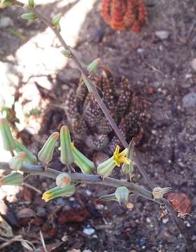 Image of Tulista pumila (L.) G. D. Rowley