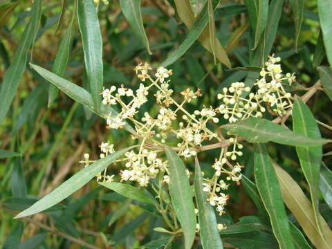 Image of olive tree