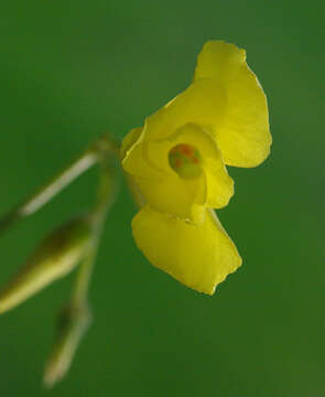 Image of Bermuda buttercup