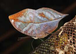 Image of Sahyadri blue oakleaf