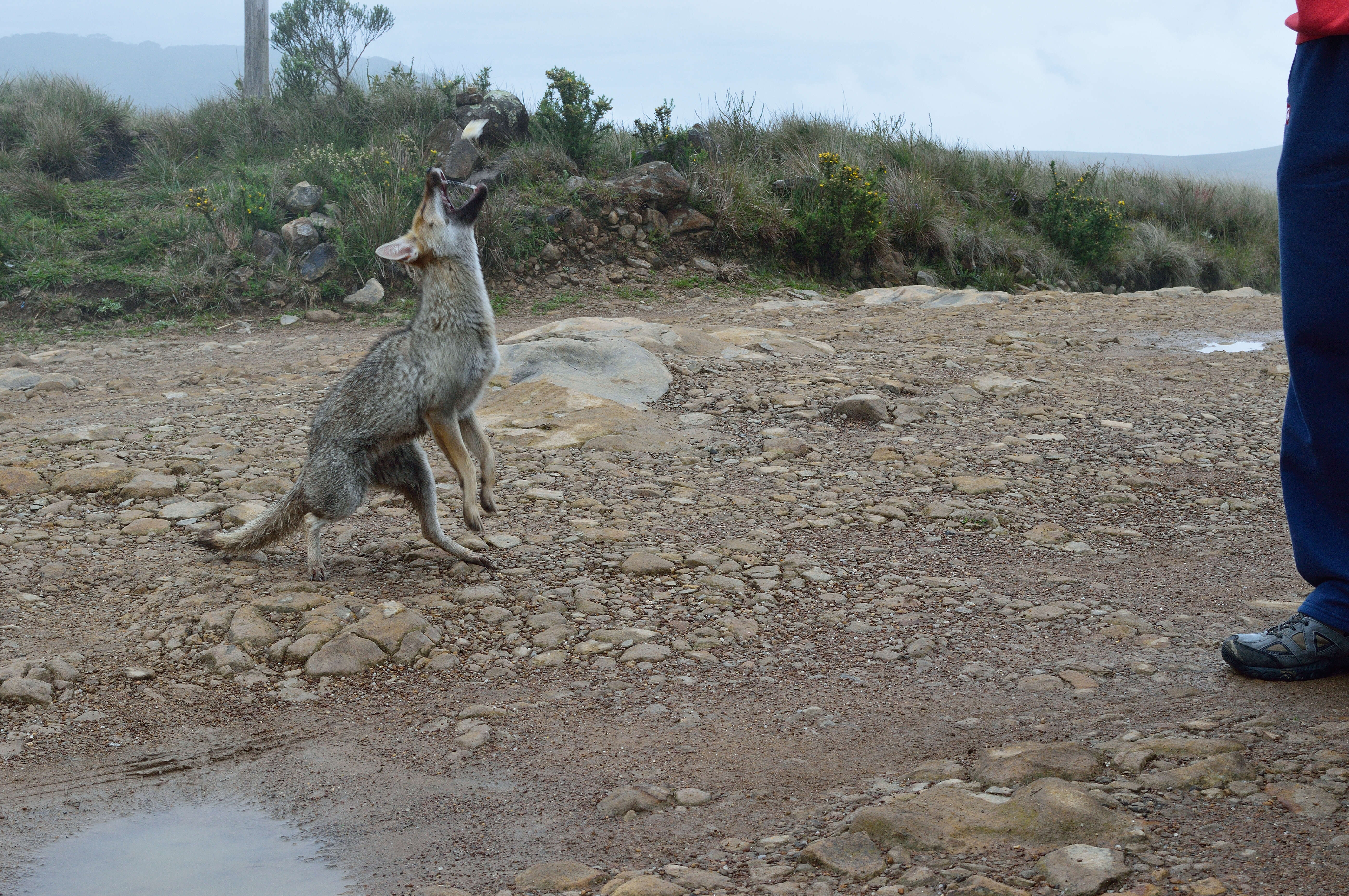 Image of Lycalopex gymnocercus