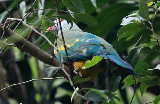 Image of Wompoo Fruit Dove