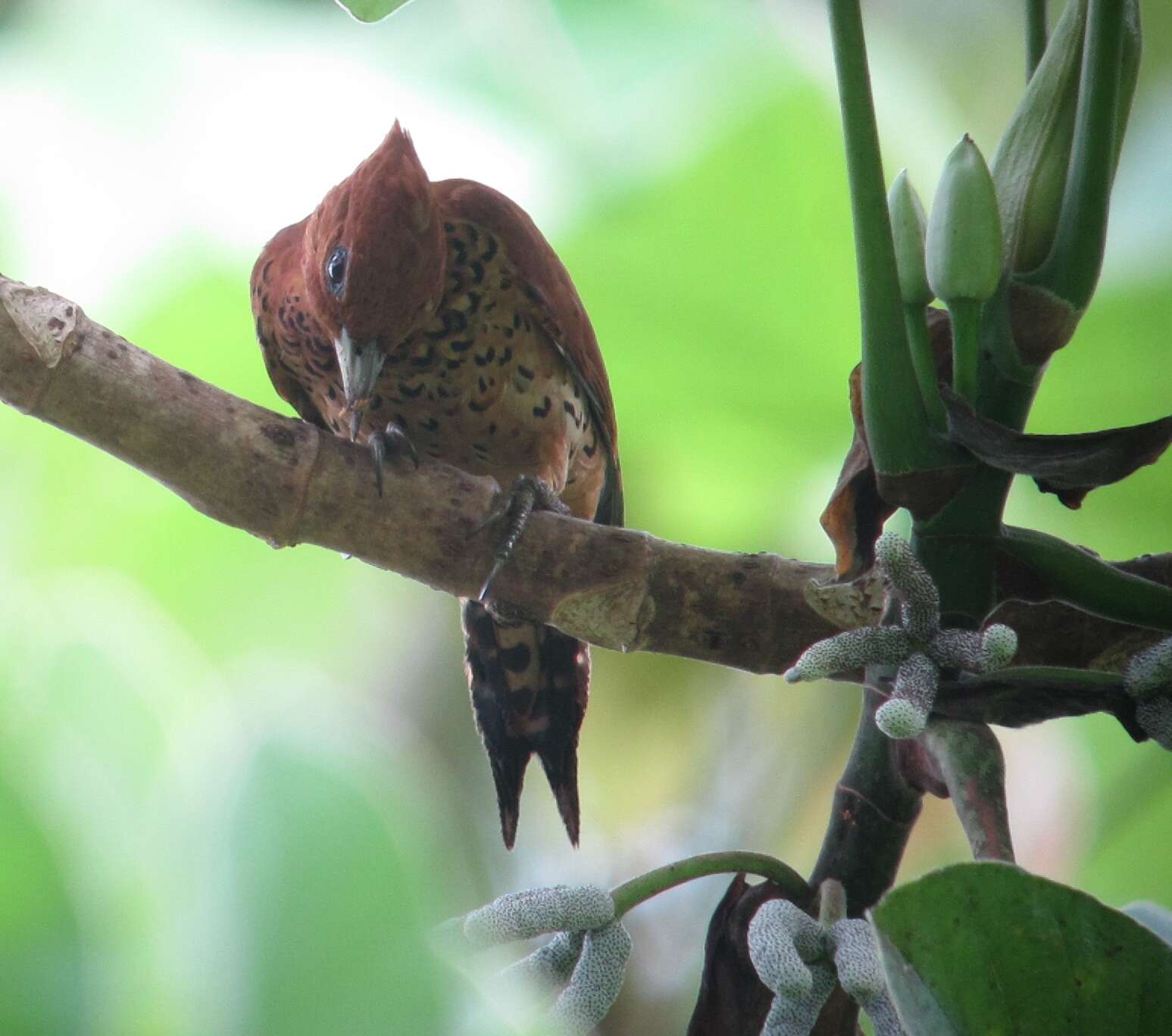 Image of Cinnamon Woodpecker