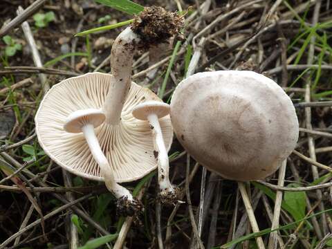 Image of Sweetbread mushroom