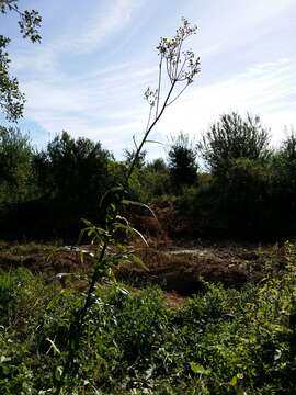 Image of marsh sow-thistle