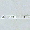 Image of Leptocylindrus